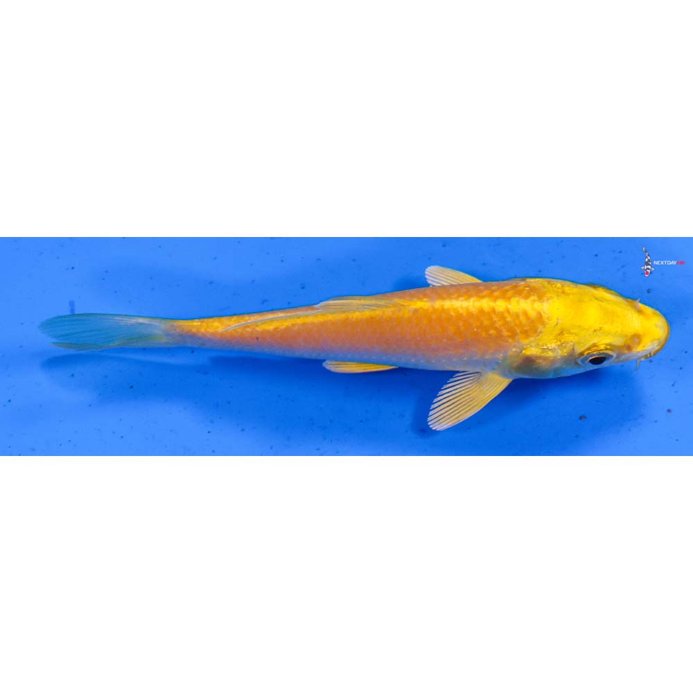4” Imported Yamabuki Ogon
