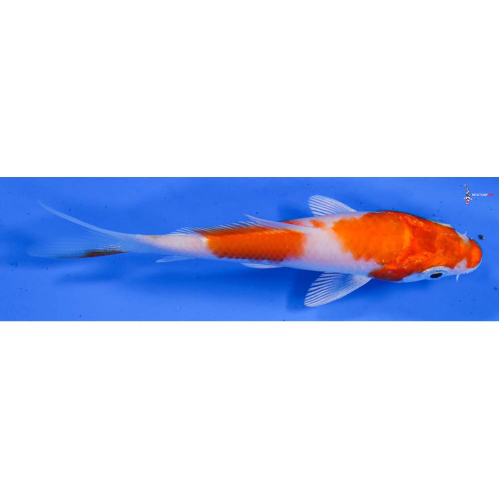 4” Imported Hariwake