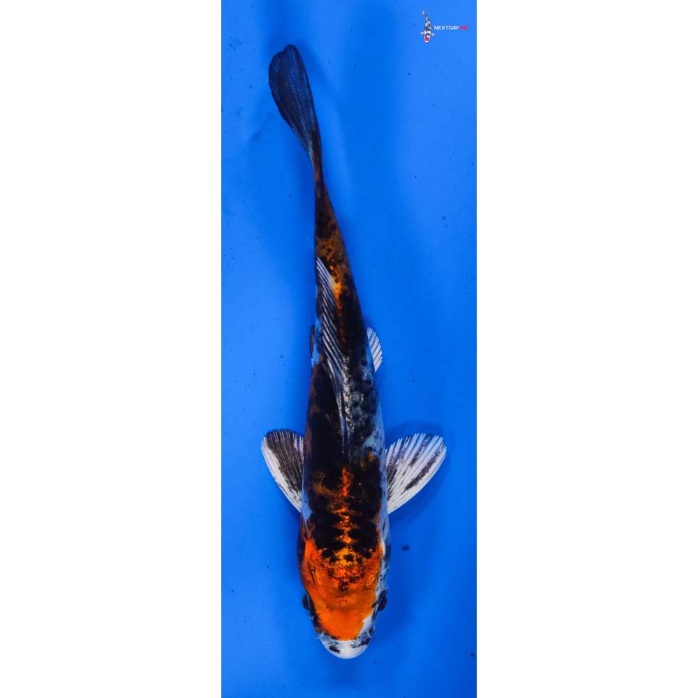 4” Imported Heisei Nishiki