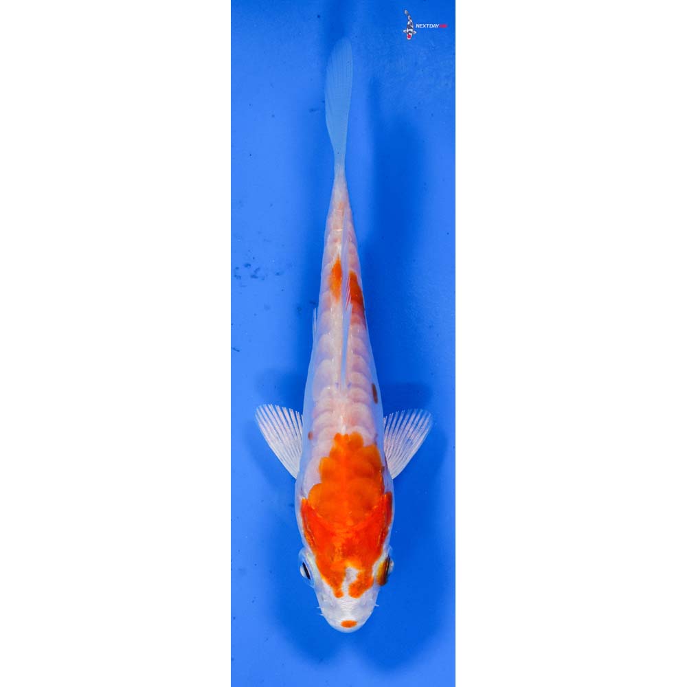 4” Imported Kikusui