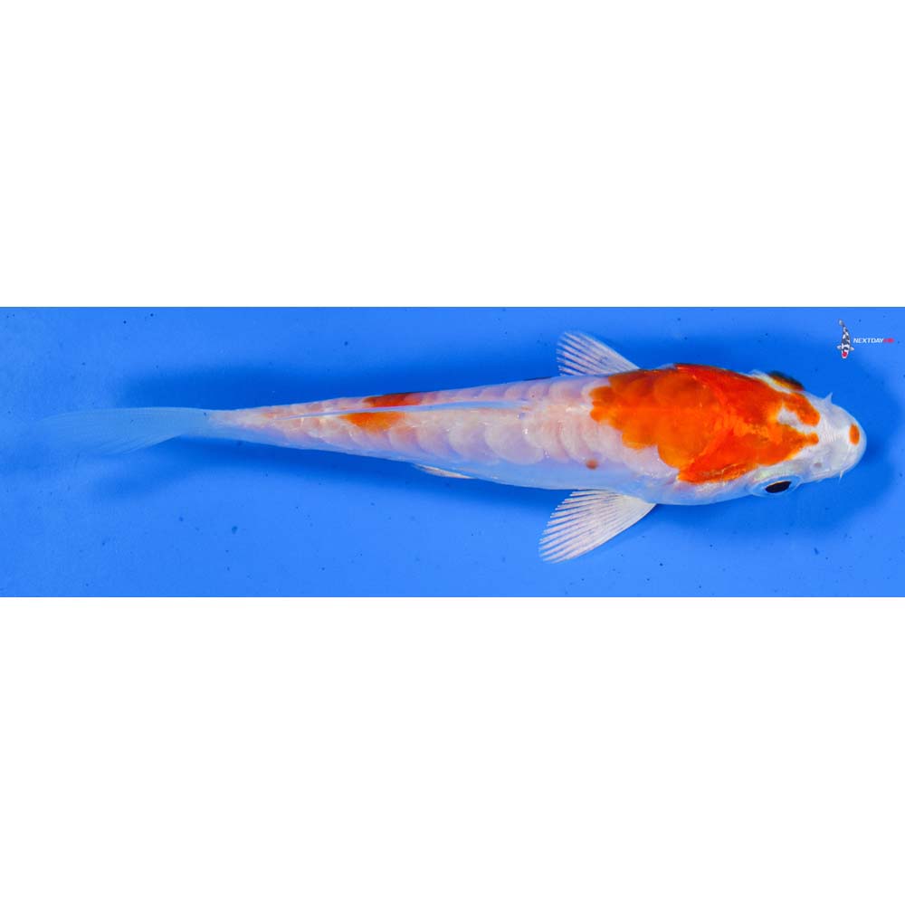 4” Imported Kikusui