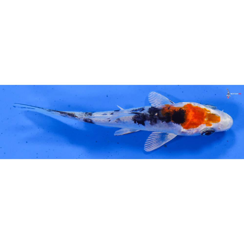 4” Imported Heisei Nishiki