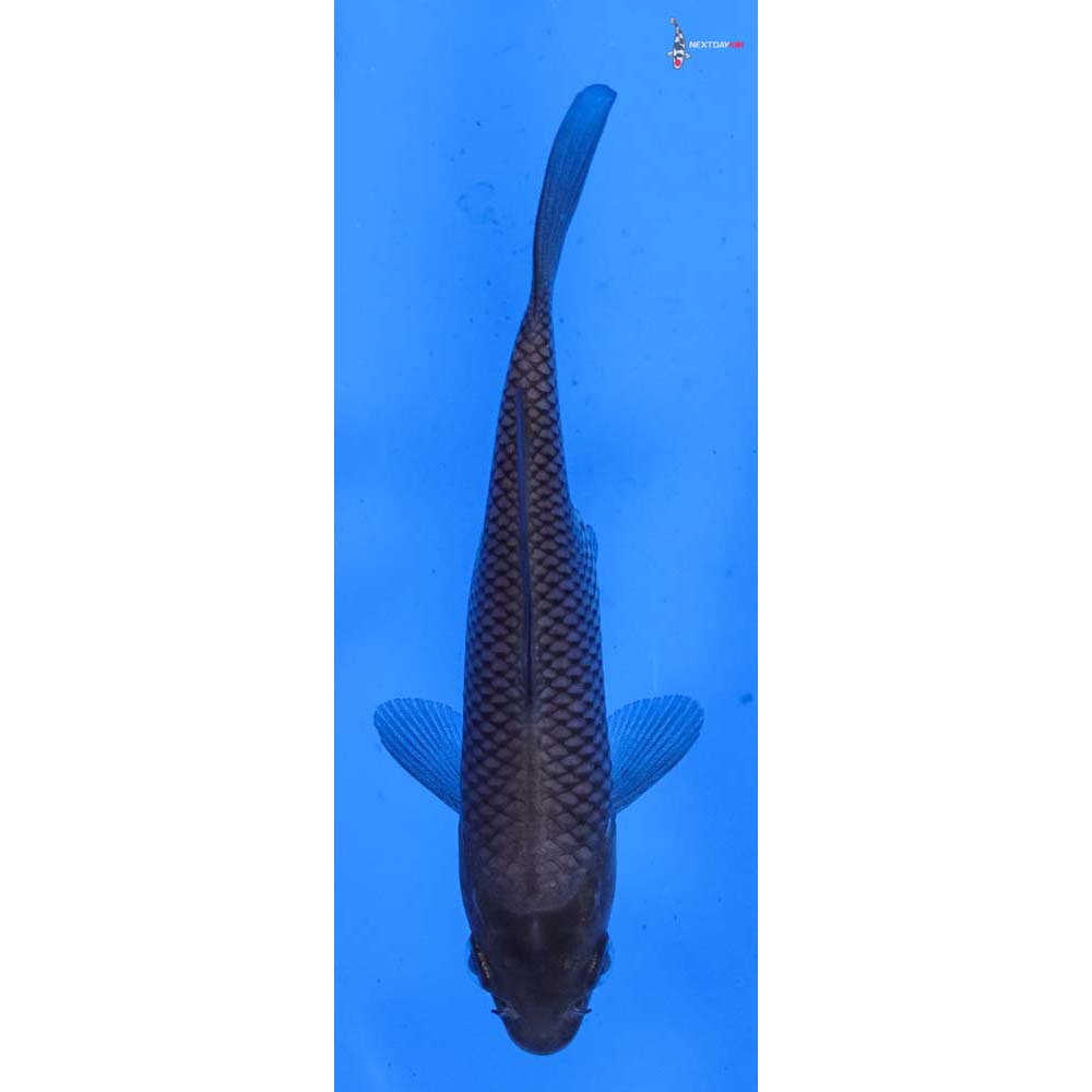 4.5” Imported Soragoi