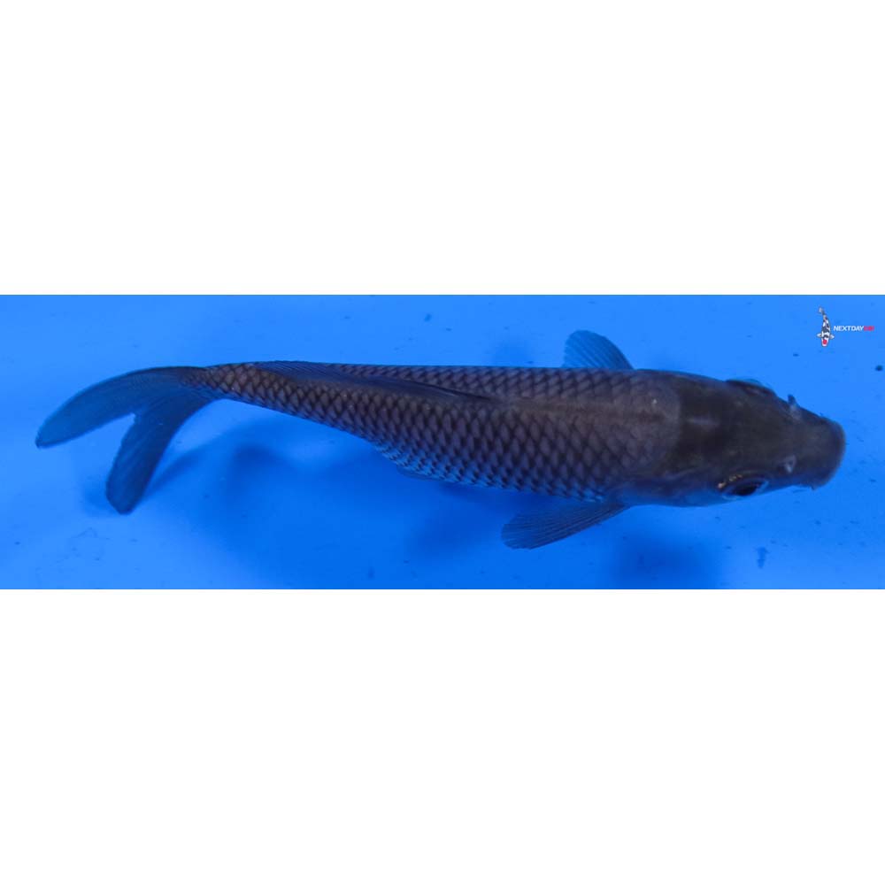 4.5” Imported Soragoi