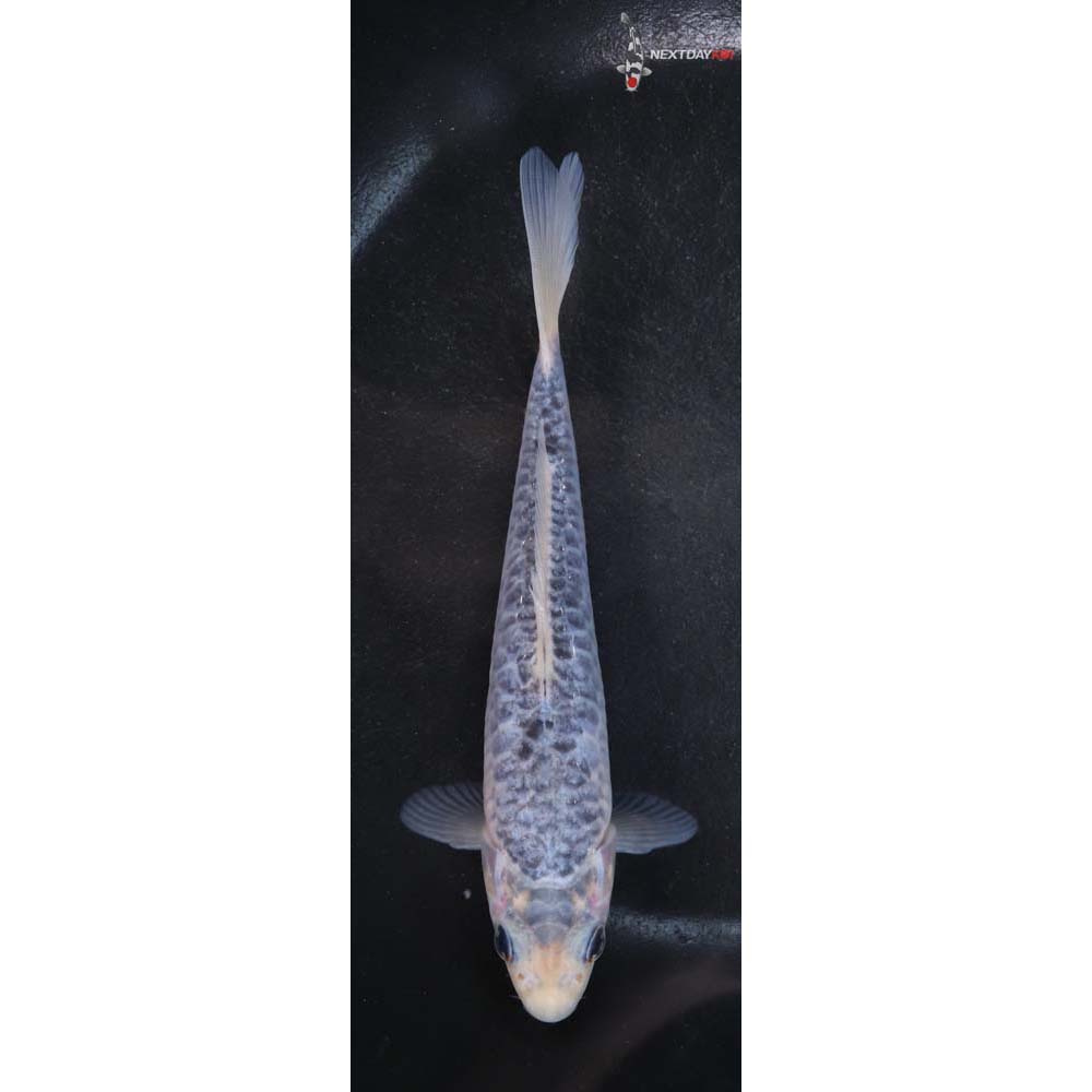 6” Imported Asagi