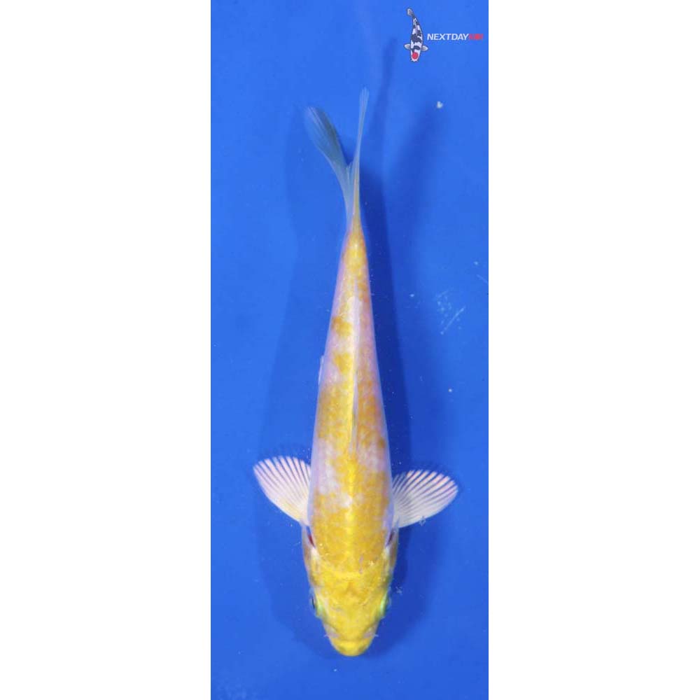 4.5” Imported Lemon Hariwake