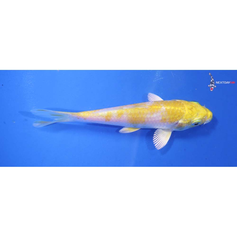 4.5” Imported Lemon Hariwake