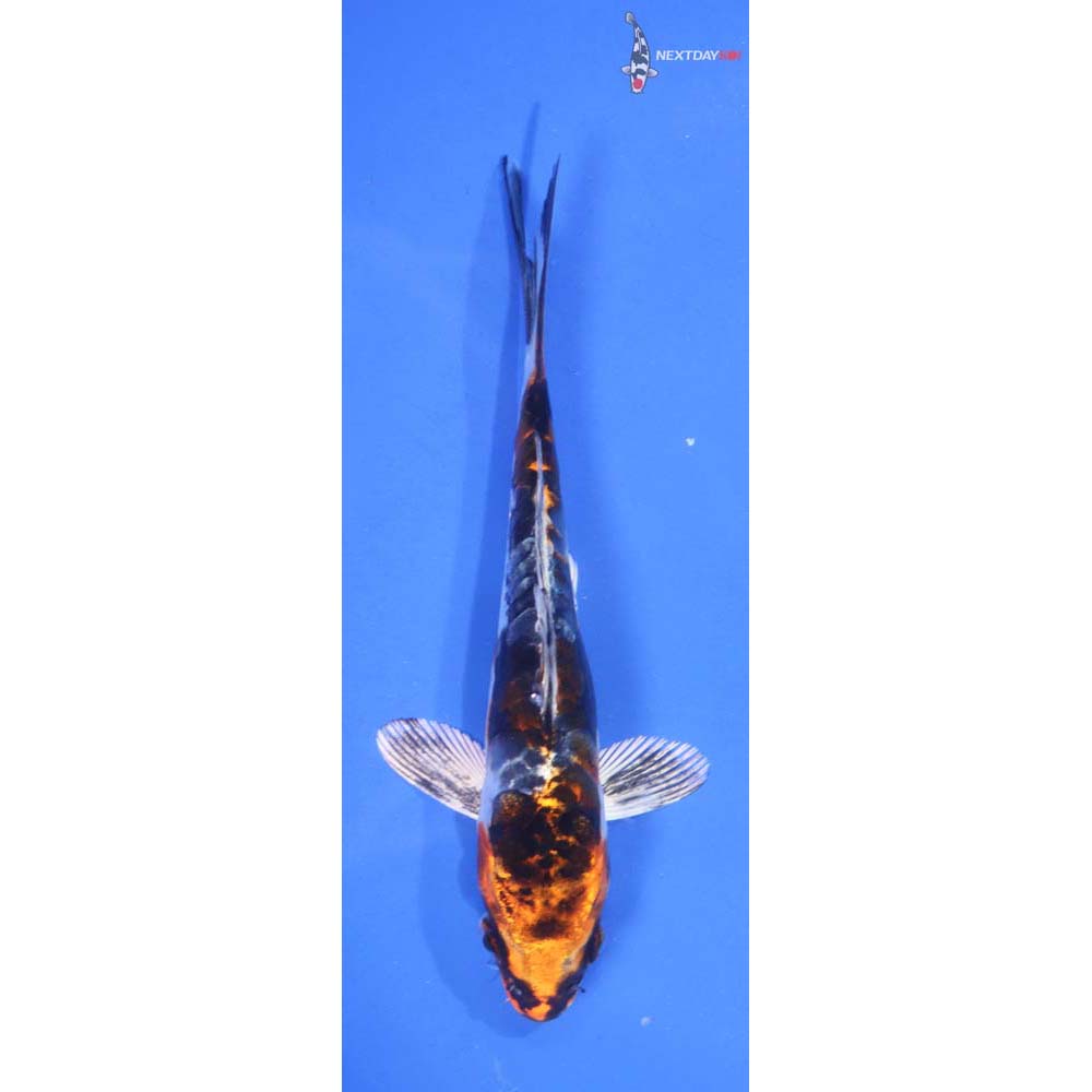 5.5” Imported Doitsu Kujaku
