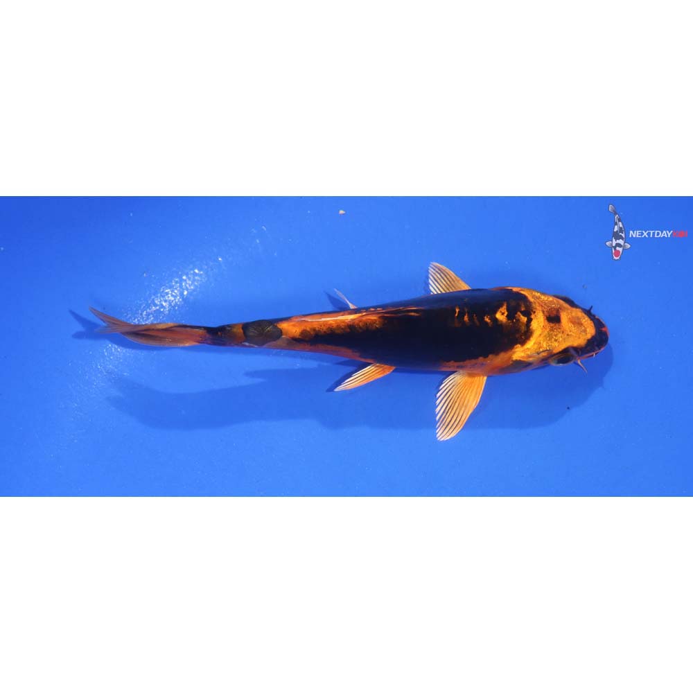 5” Imported Kin Kikokuryu