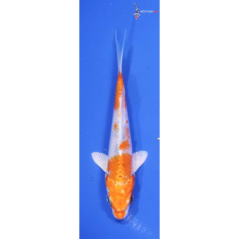 5” Imported Hariwake