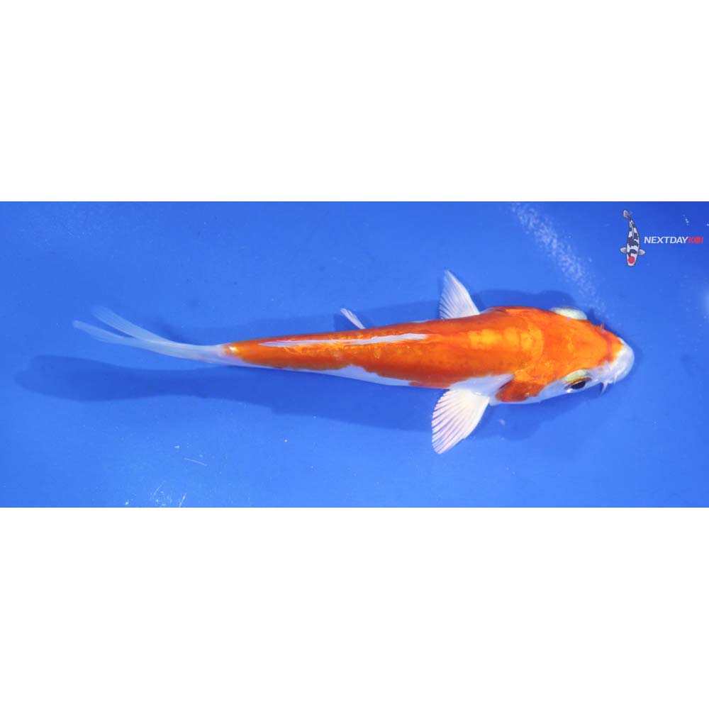 4.5” Imported Kikusui