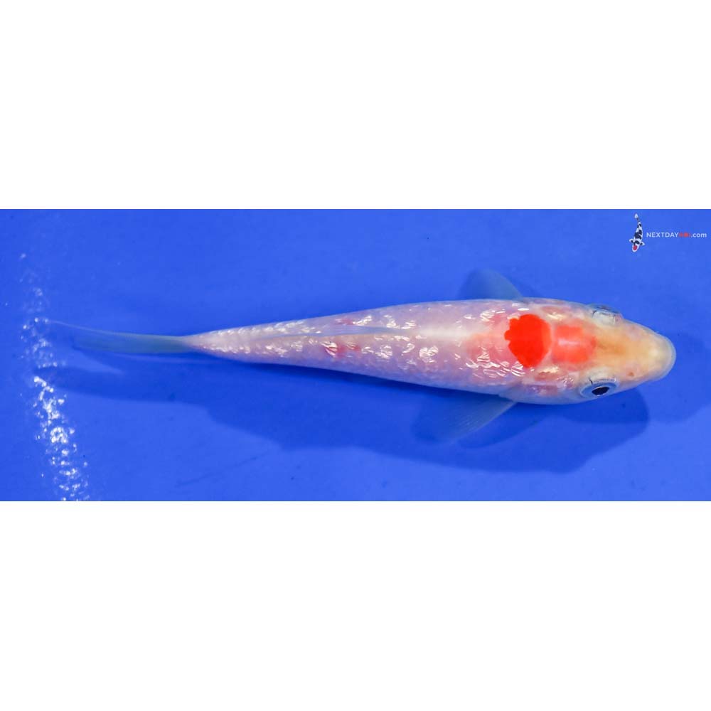 3.5” Imported Gin Rin Kohaku