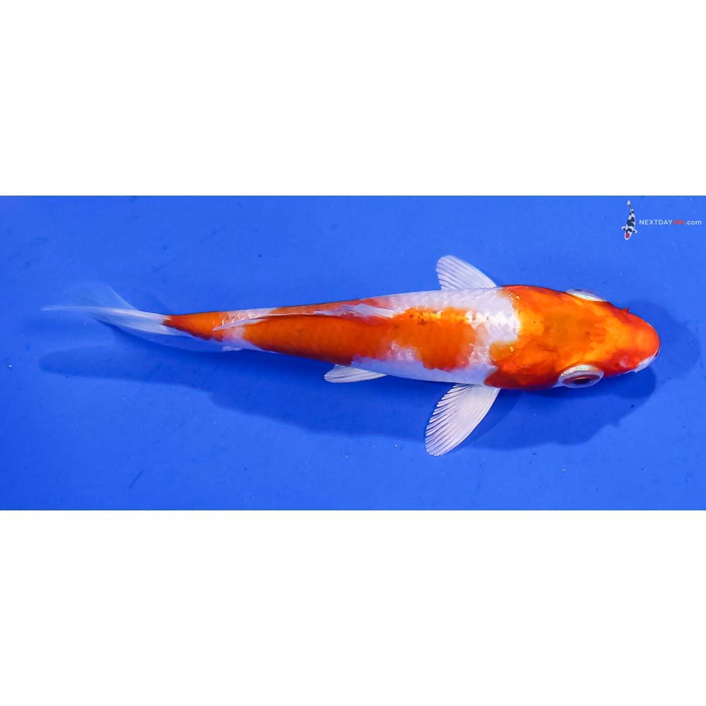 4” Imported Hariwake