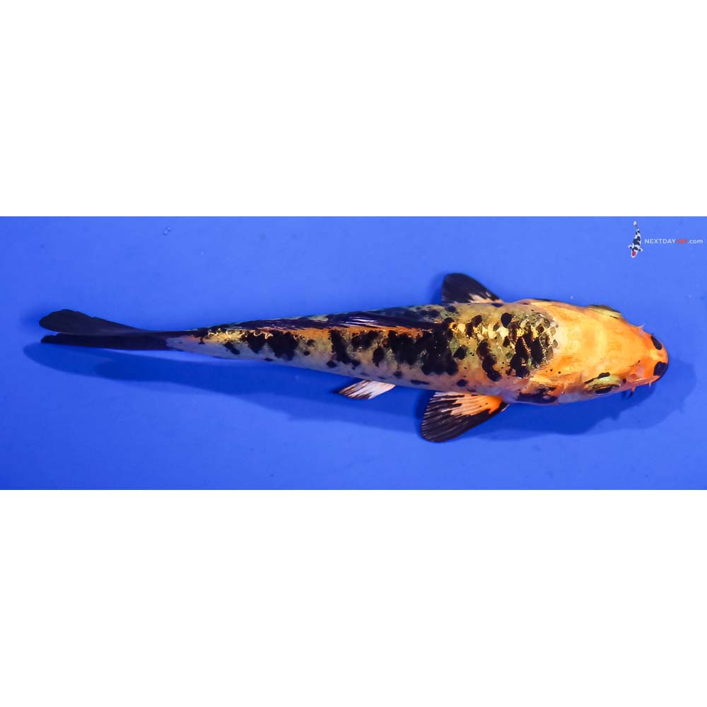 4” Imported Kin Ki Bekko