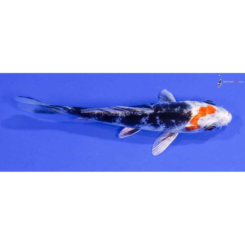 4” Imported Kin Kikokuryu