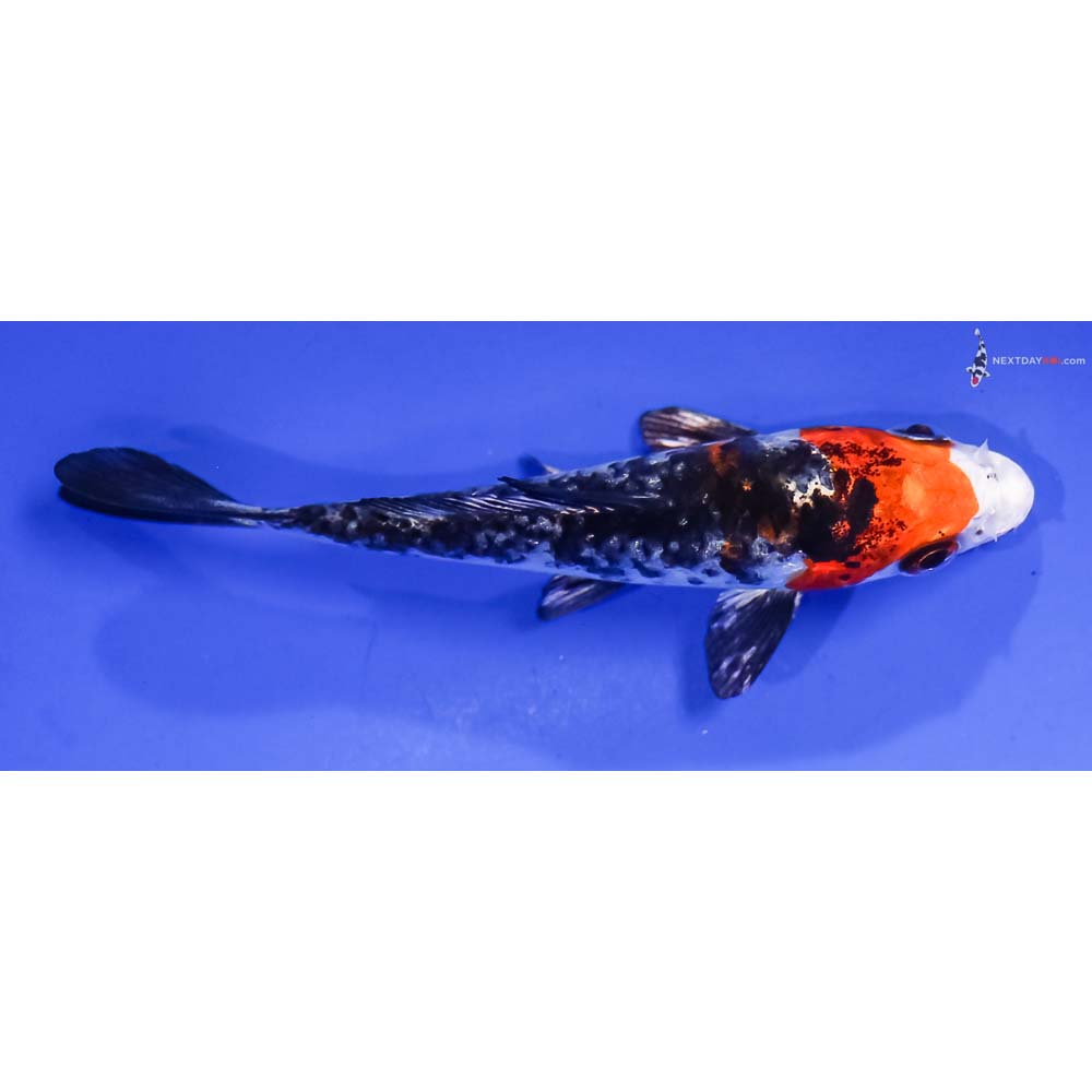 3.5” Imported Armor Scaled Yamato Nishiki