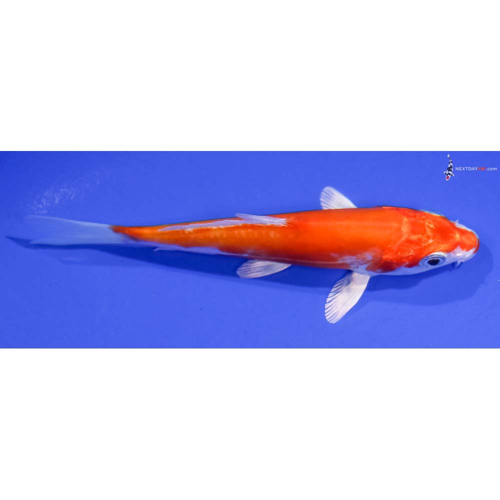 4” Imported Kikusui