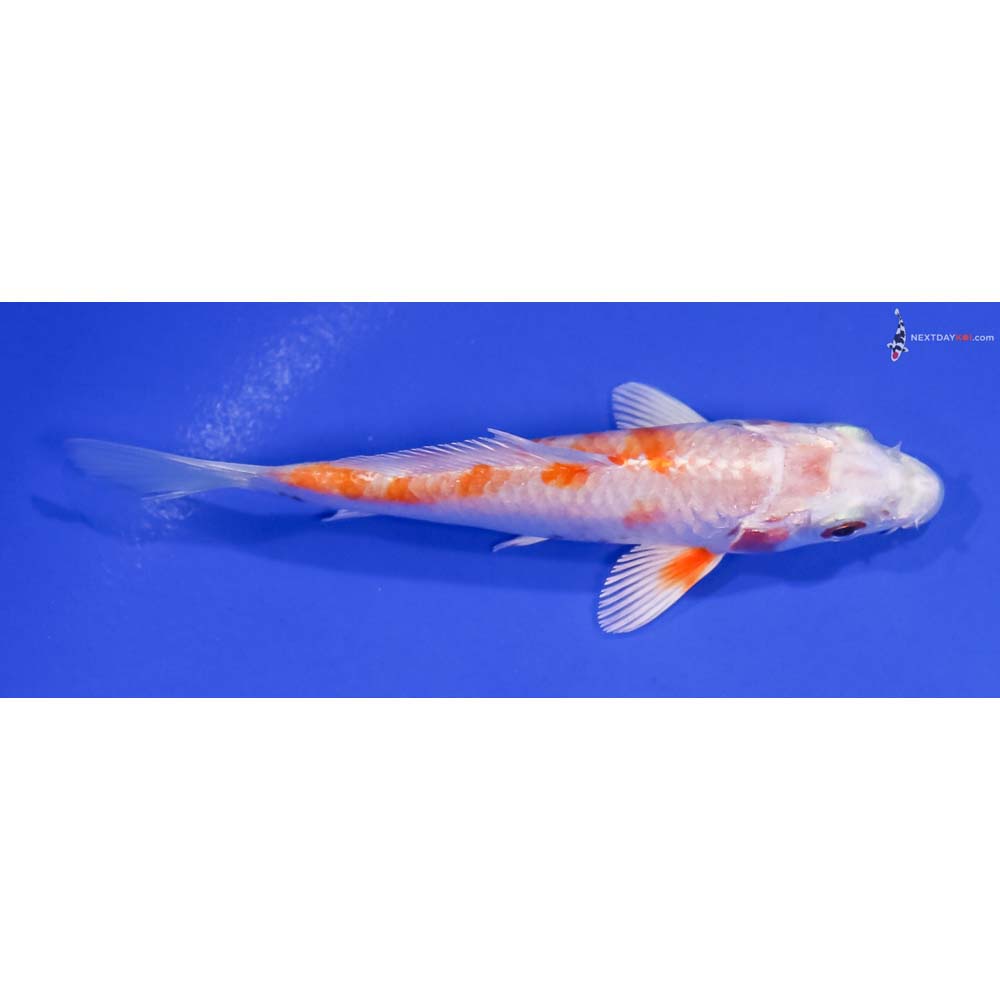 4” Imported Hariwake