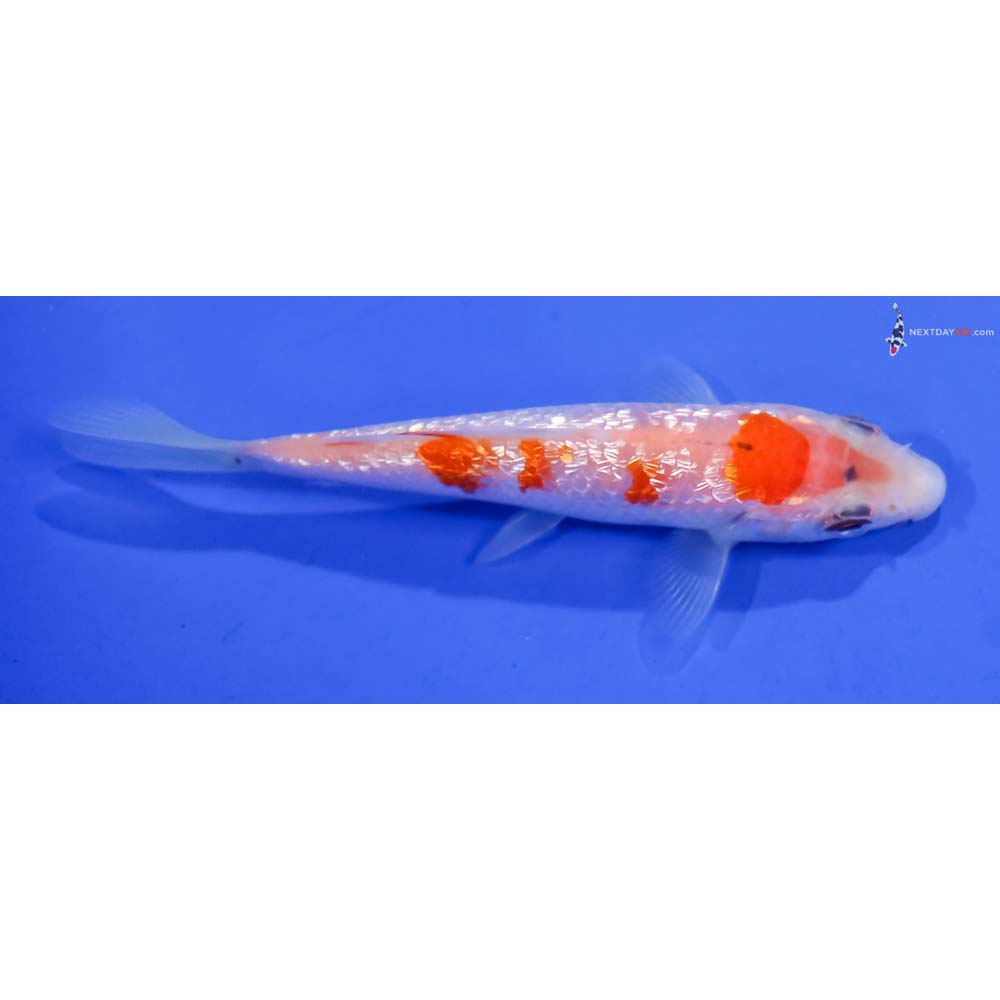 4” Imported Gin Rin Kohaku