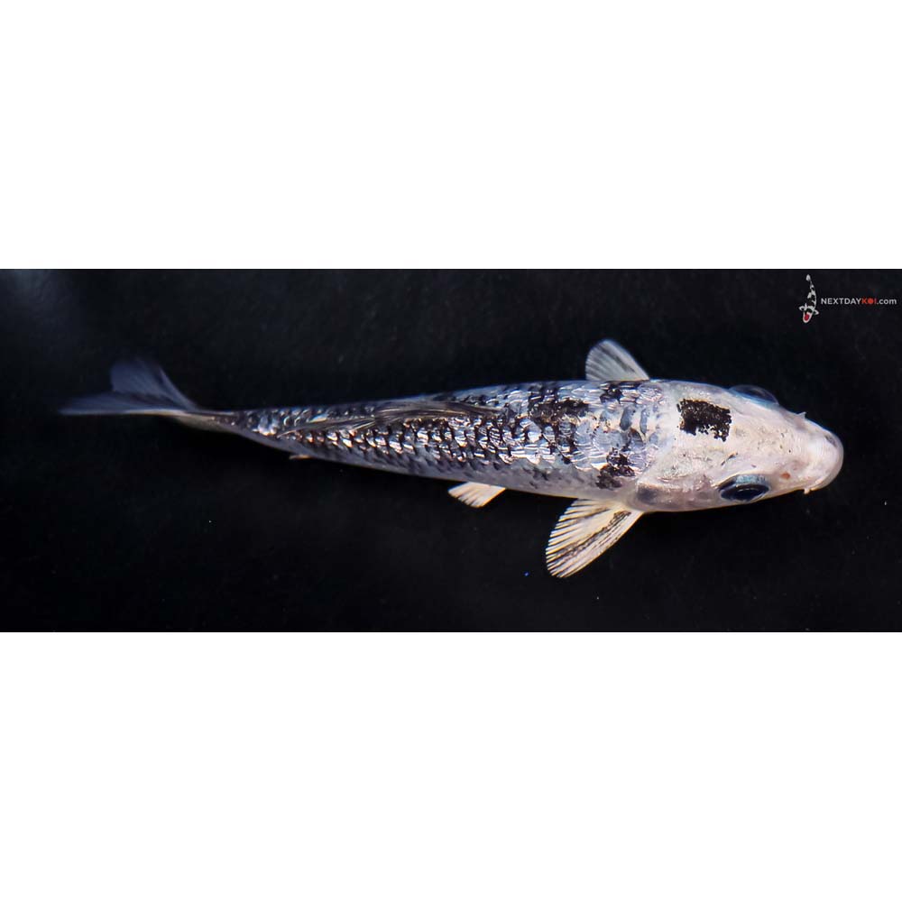 4” Imported Gin Rin Blue Gin Shiro Bekko