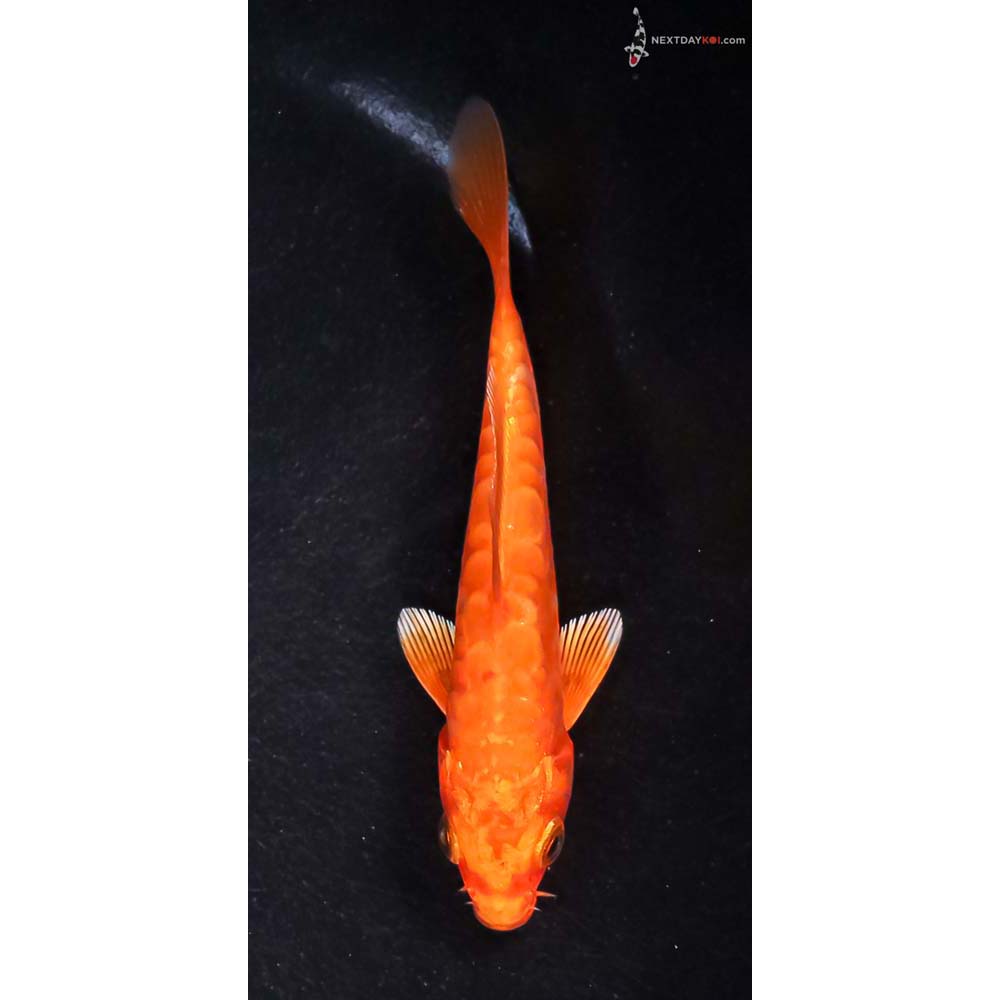 4” Imported Doitsu Orenji Ogon