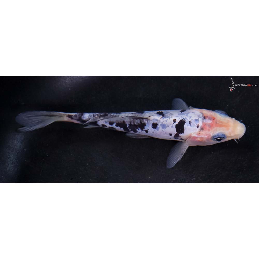 4.5” Imported Doitsu Blue Shiro Bekko