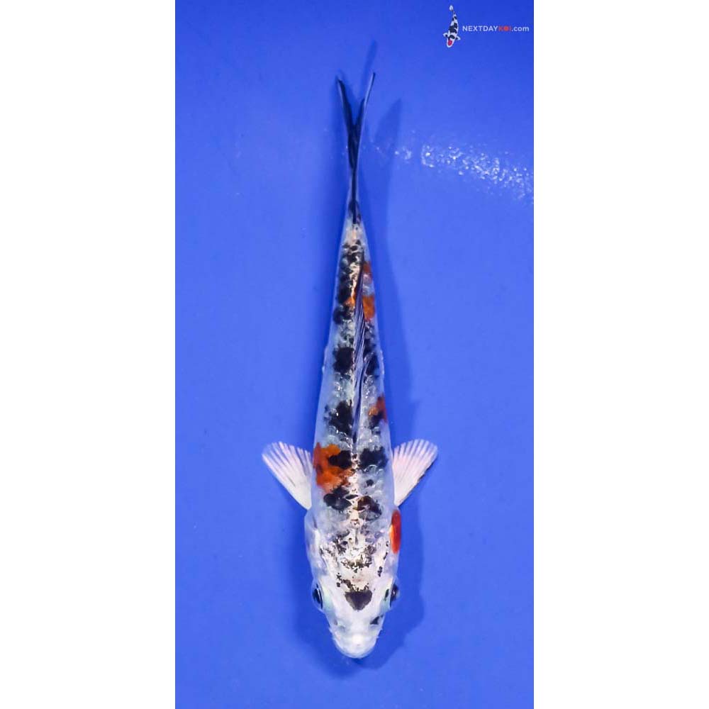 3.5” Imported Yamato Nishiki