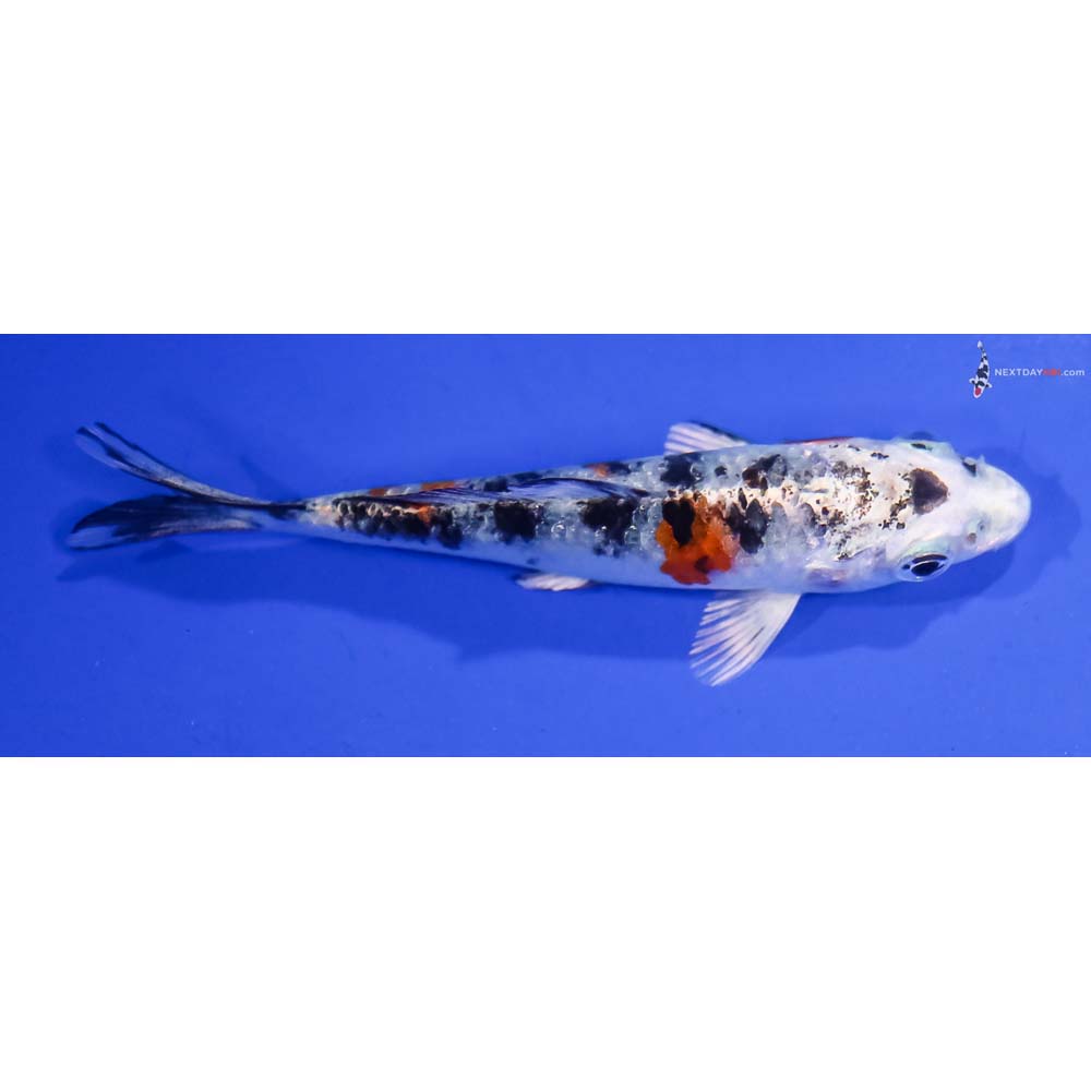 3.5” Imported Yamato Nishiki
