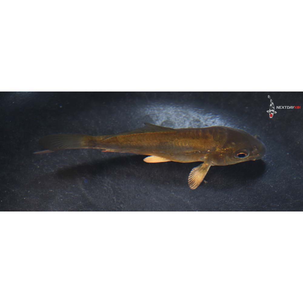 4” Imported Doitsu Chagoi