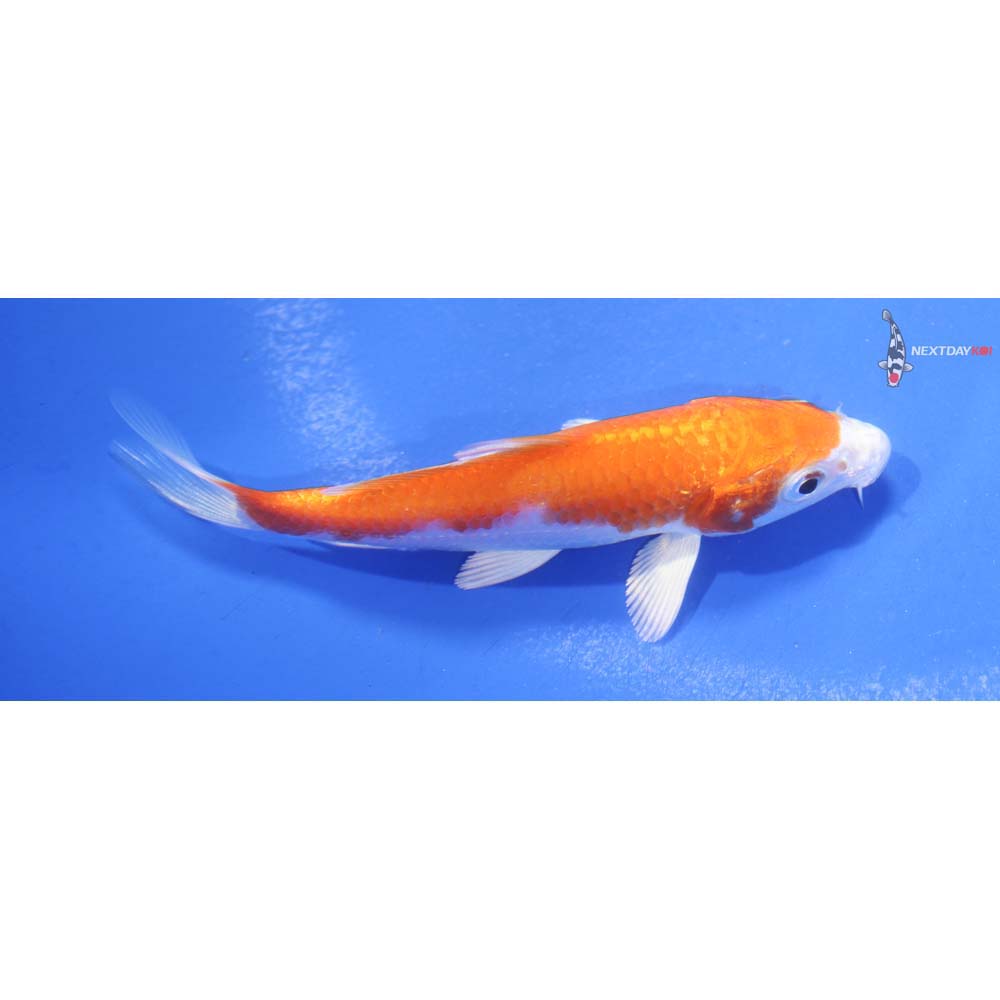 4” Imported Hariwake