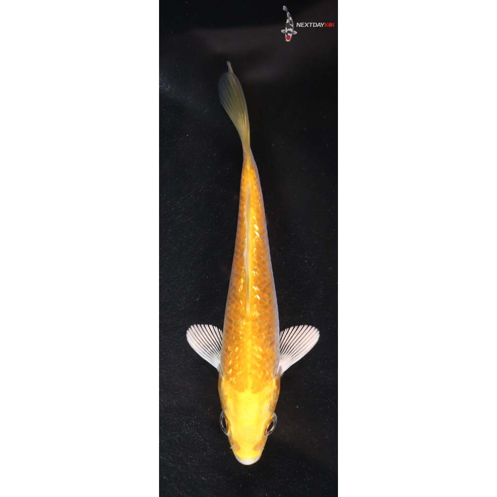 4” Imported Gin Rin Lemon Hariwake