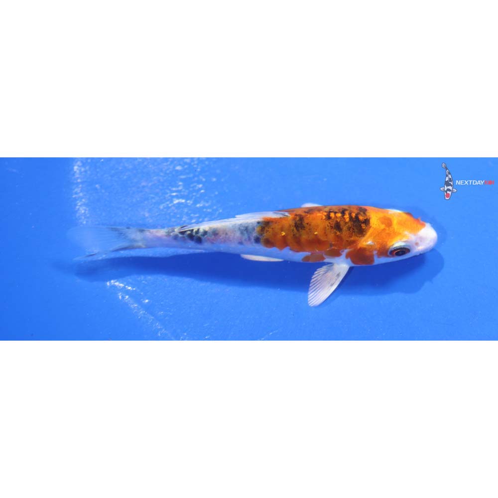 4” Imported Heisei Nishiki