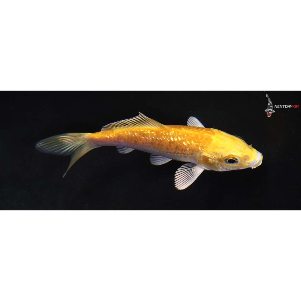 4” Imported Gin Rin Lemon Hariwake