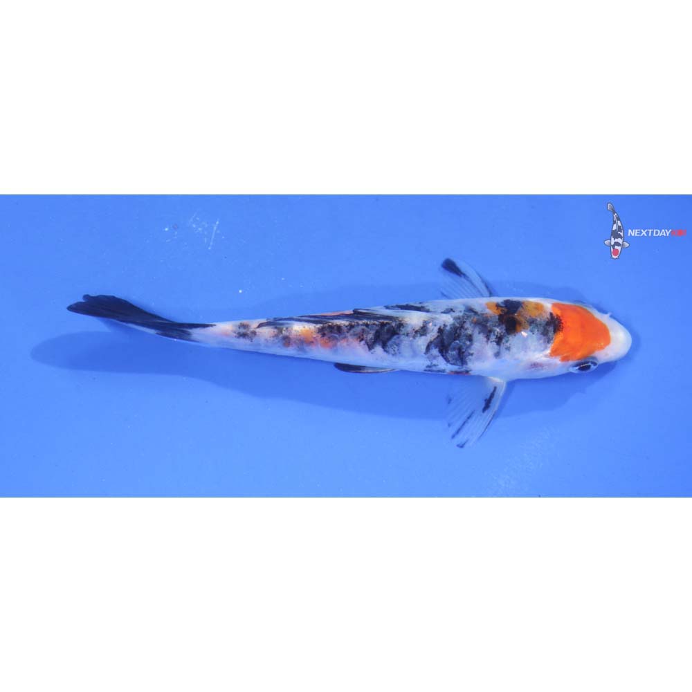 4.5” Imported Sanke