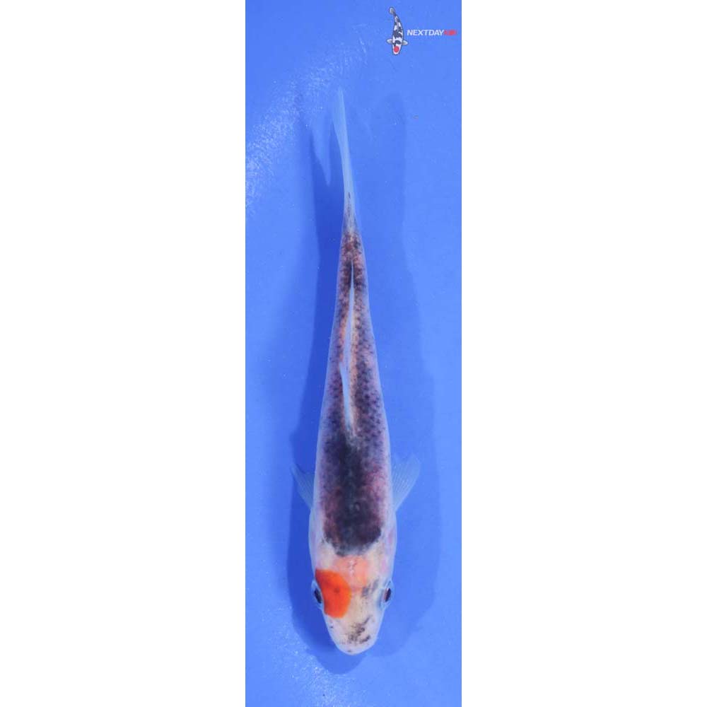 4.5” Imported Goshiki