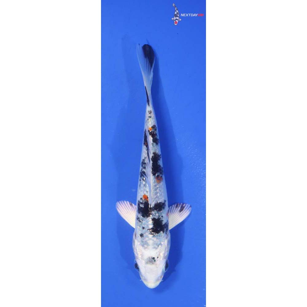 4.5” Imported Yamato Nishiki