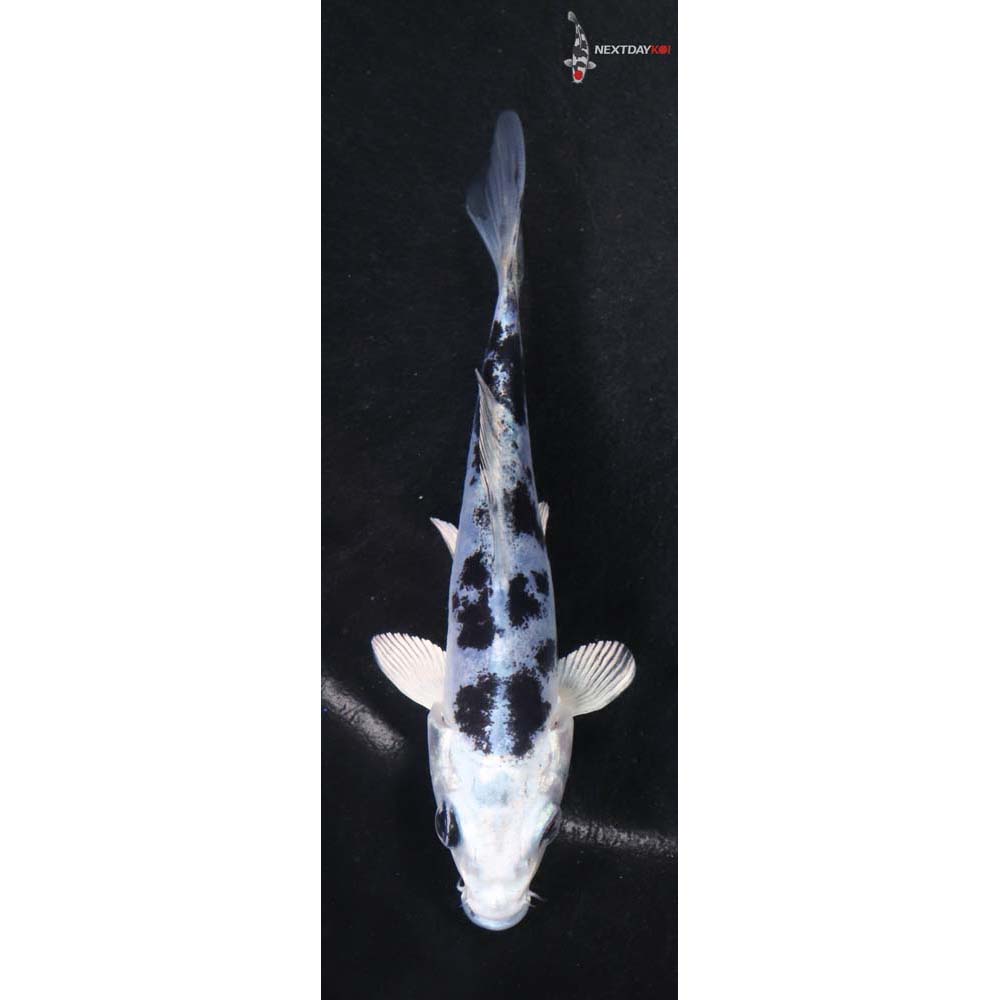 4” Imported Doistu Gin Shiro Bekko