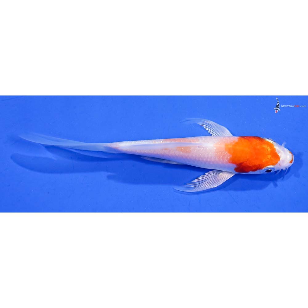 4.5” Imported Hariwake Butterfly Koi