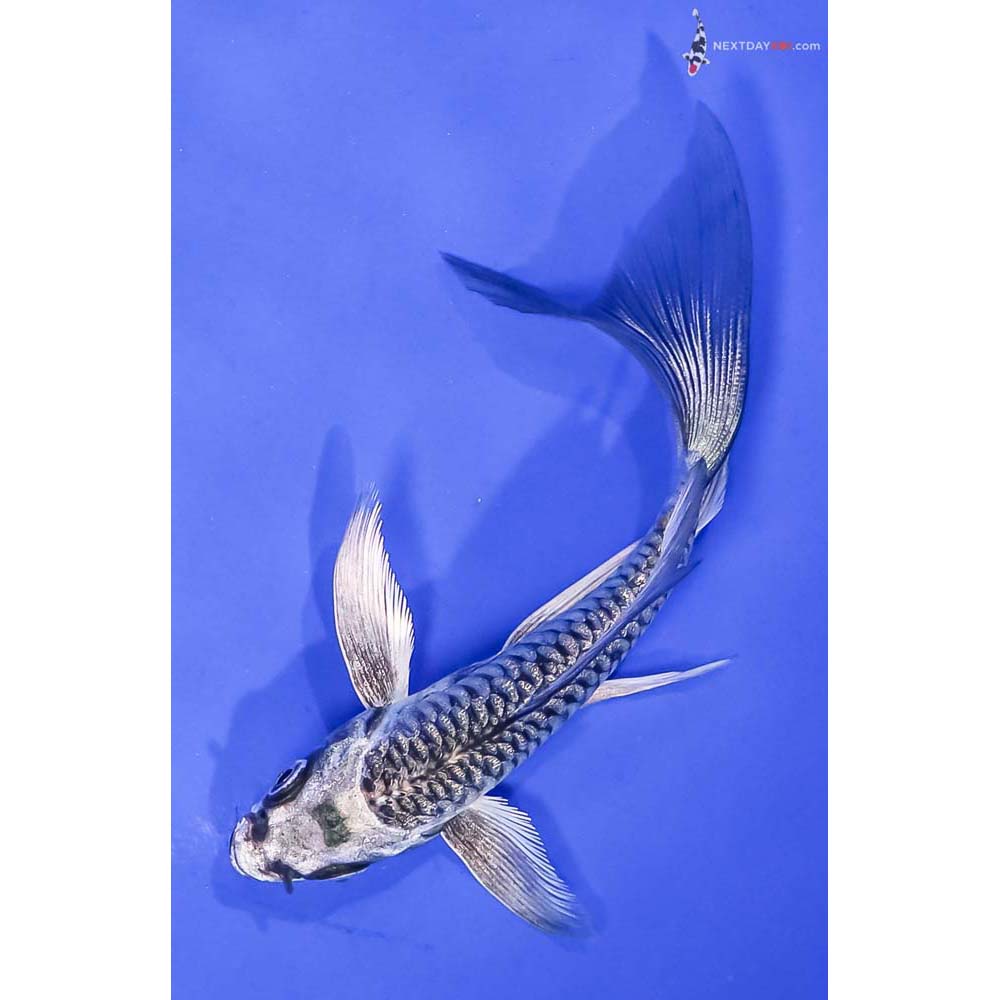 4.5” Imported Gin Rin Armor Scaled Gin Matsuba Butterfly Koi