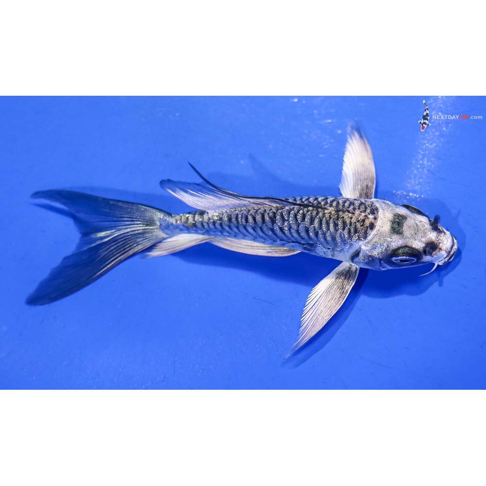 4.5” Imported Gin Rin Armor Scaled Gin Matsuba Butterfly Koi