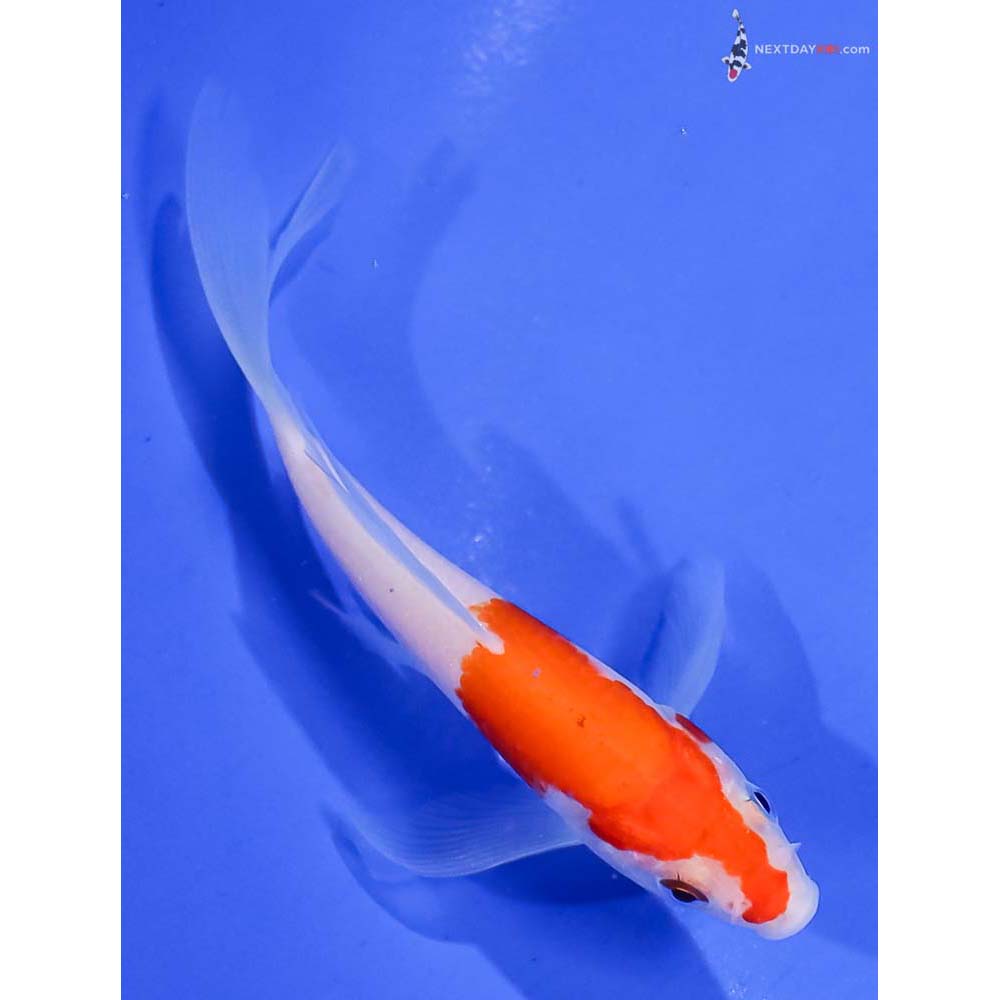 4.5” Imported Kohaku Butterfly Koi