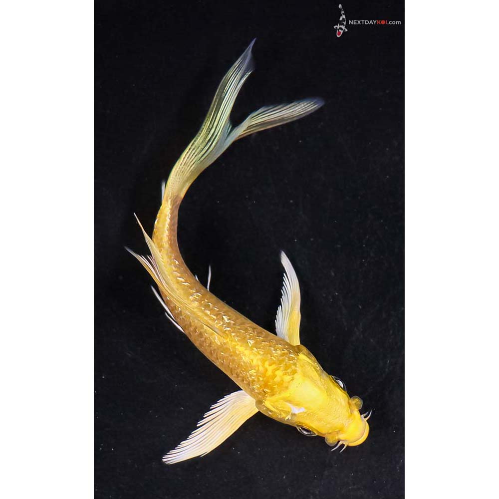 4.5” Imported Gin Rin Yamabuki Ogon Butterfly Koi