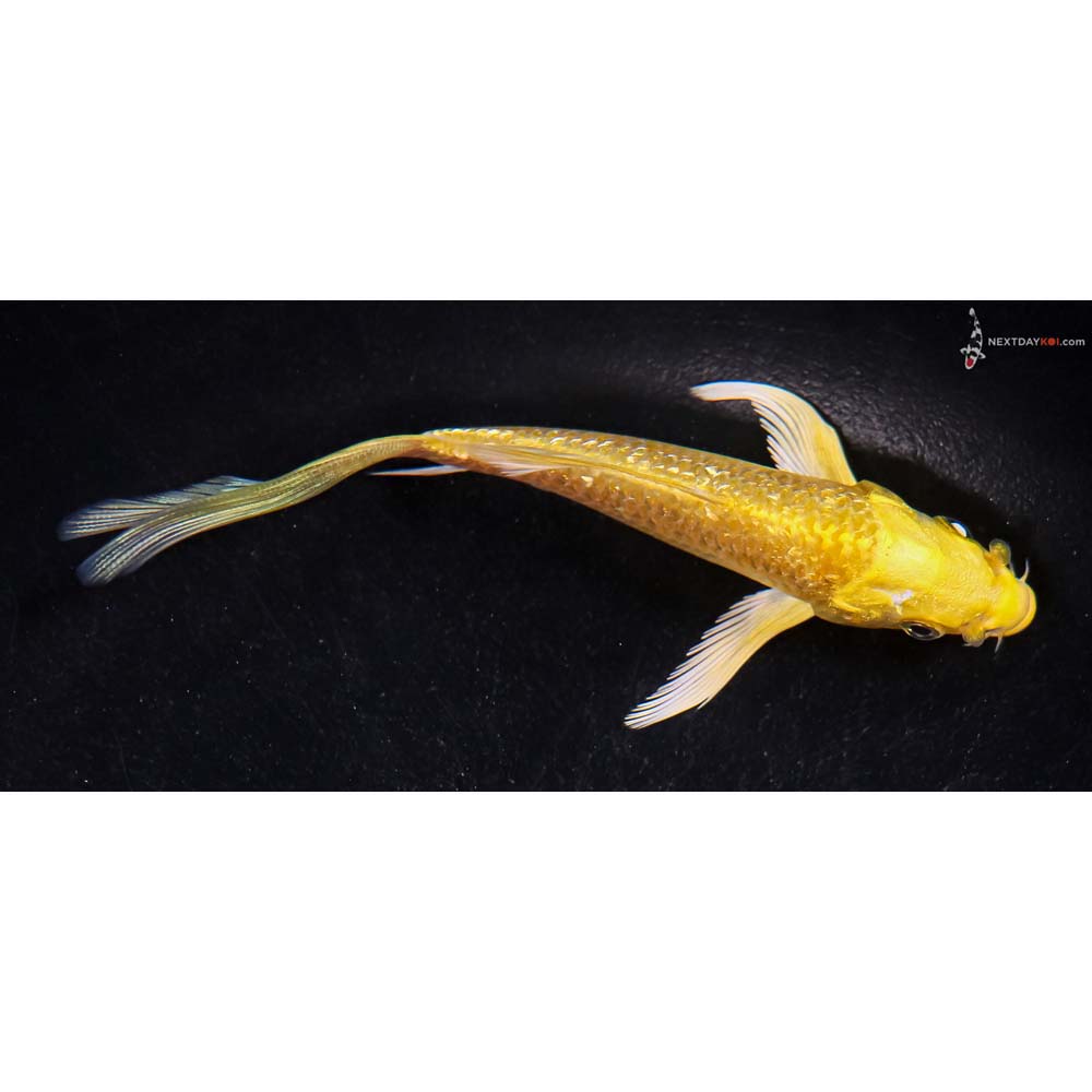 4.5” Imported Gin Rin Yamabuki Ogon Butterfly Koi
