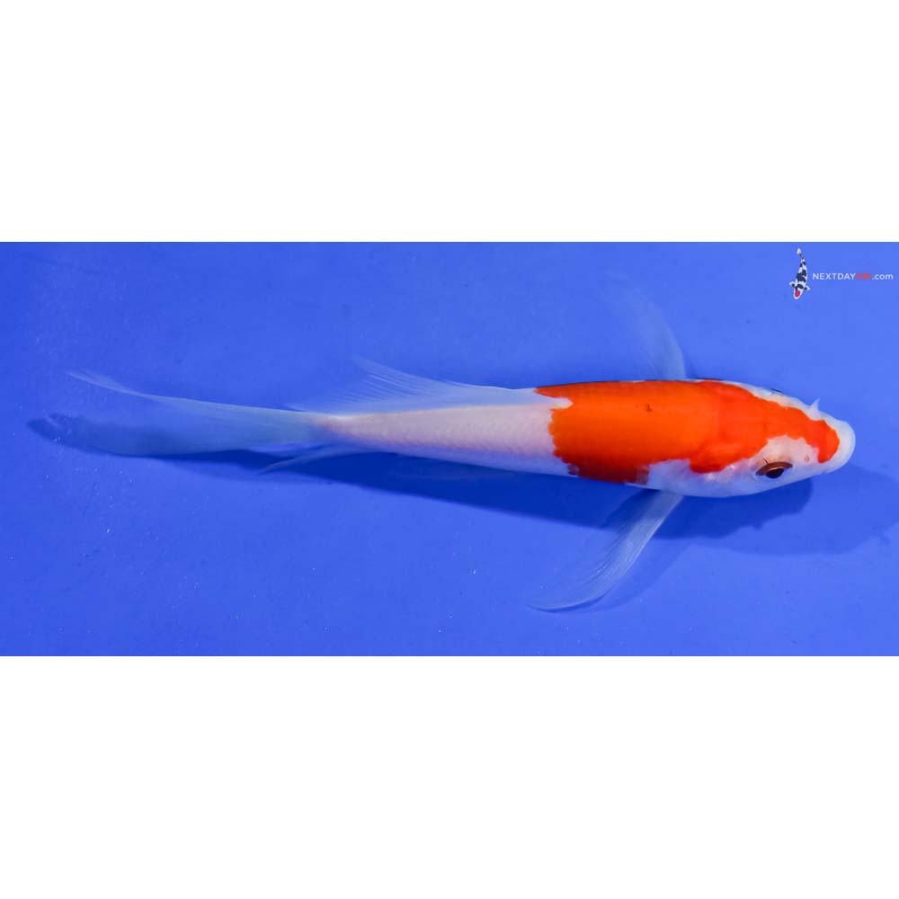 4.5” Imported Kohaku Butterfly Koi
