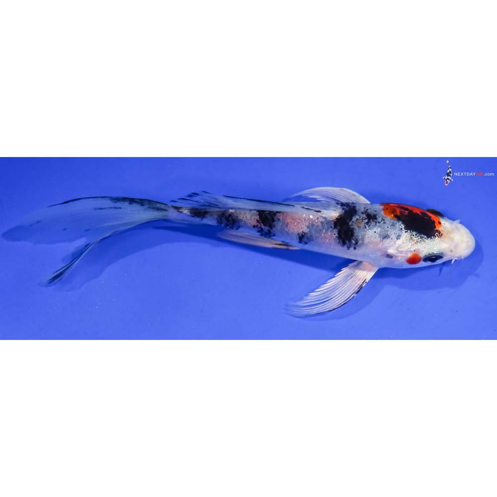 5” Imported Yamato Nishiki Butterfly Koi