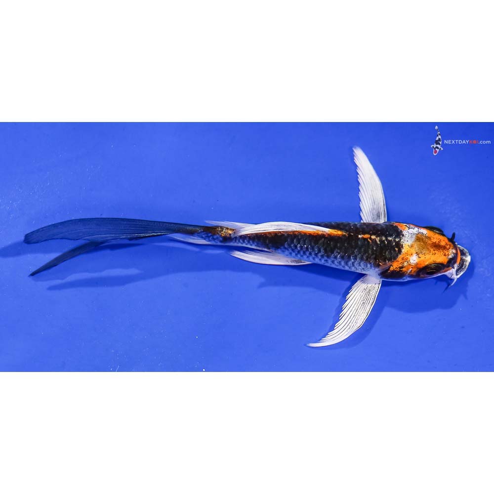 5” Imported Kujaku Butterfly Koi