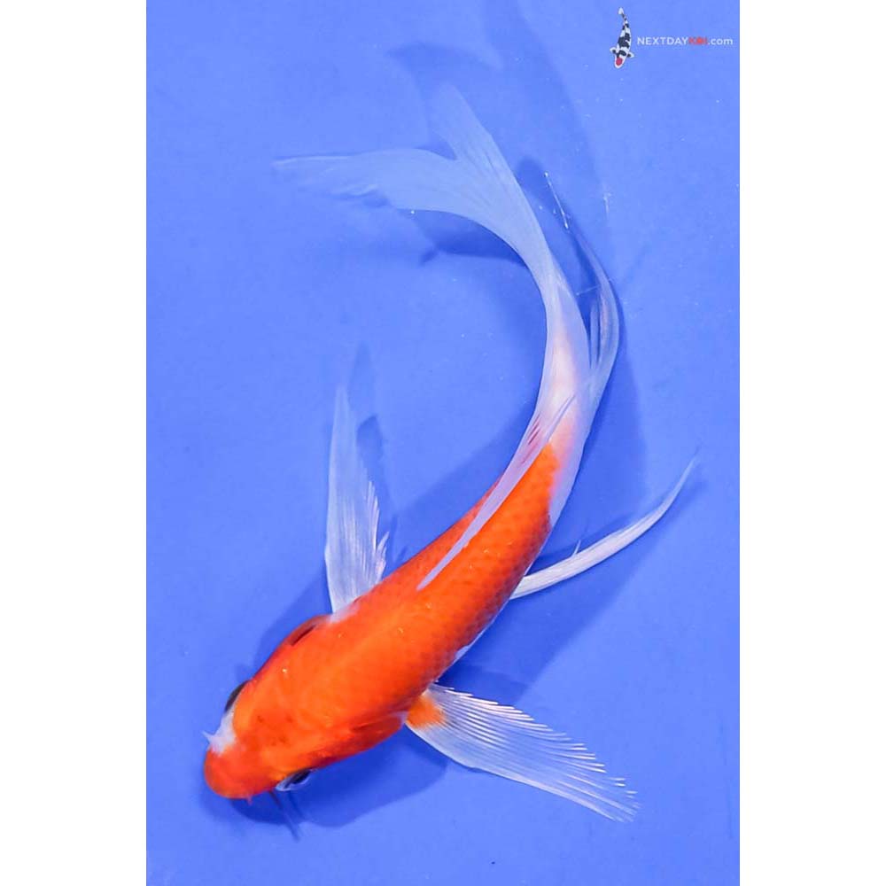 5” Imported Hariwake Butterfly Koi