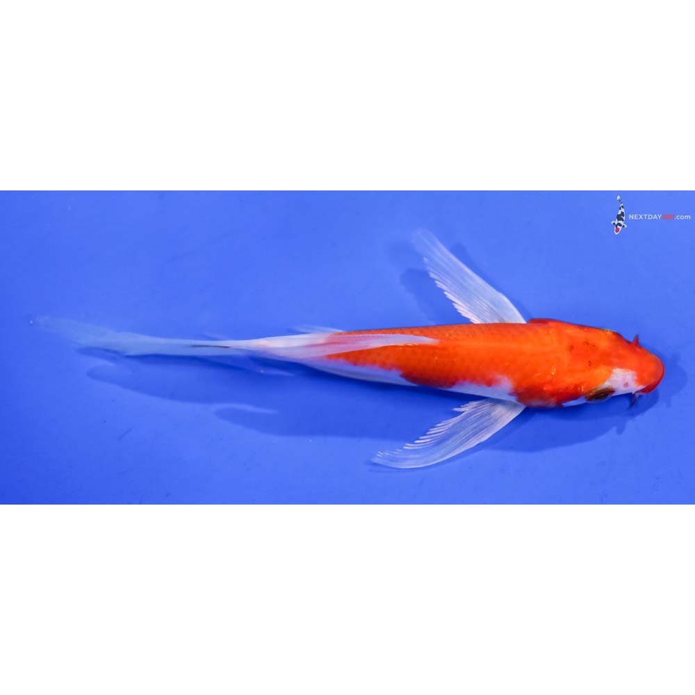5” Imported Hariwake Butterfly Koi