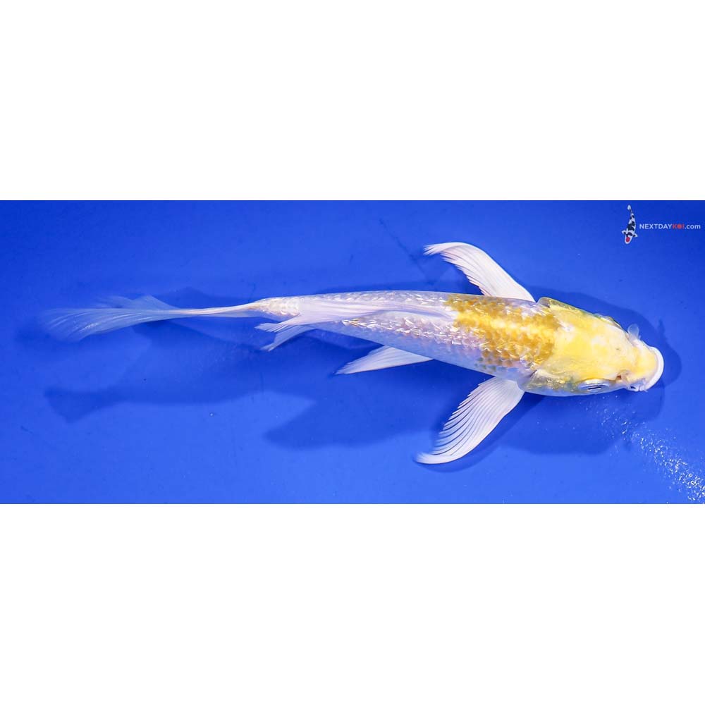 5” Imported Gin Rin Lemon Hariwake Butterfly Koi