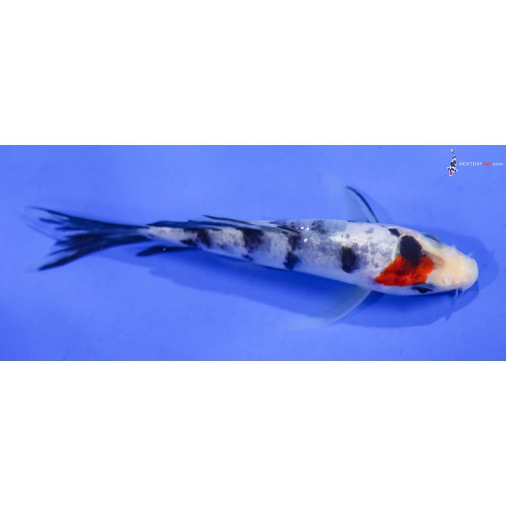 5” Imported Sanke Butterfly Koi